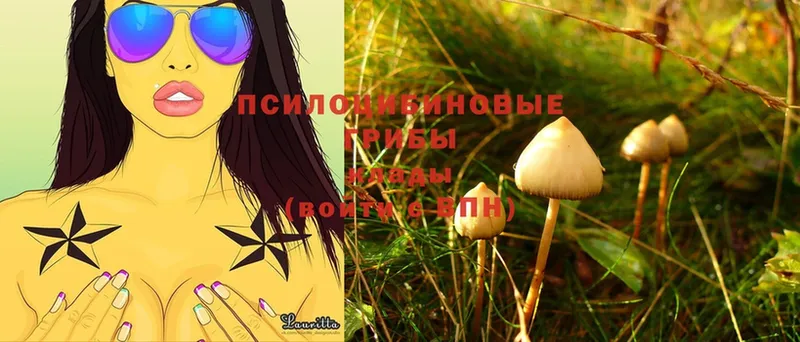 MEGA ССЫЛКА  Ленск  Псилоцибиновые грибы Psilocybine cubensis 